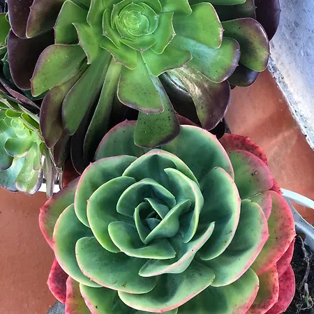 بيت للعطل Alojamento Santa Helena *